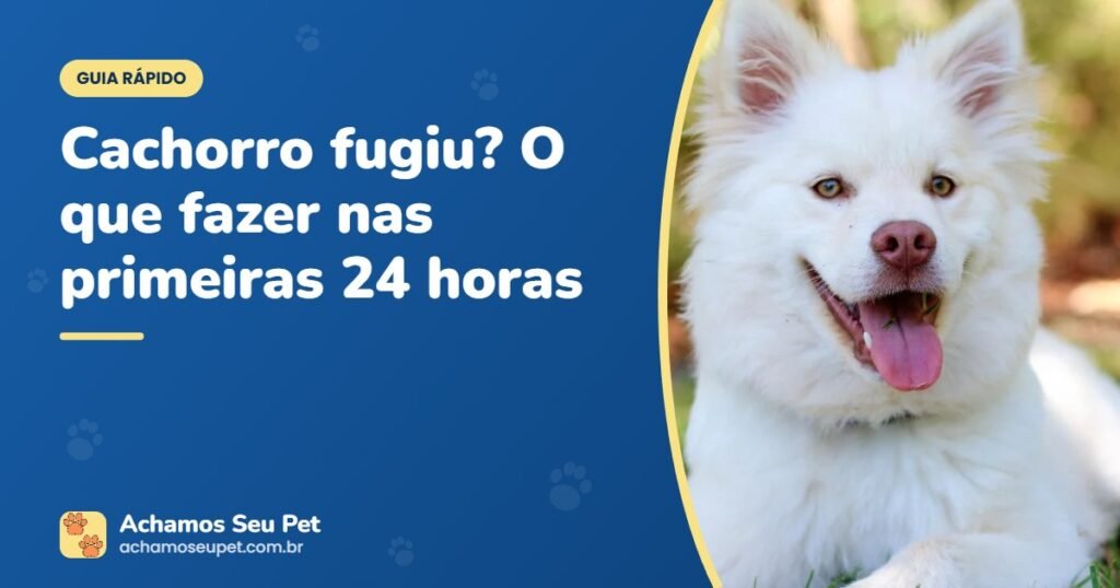 Cachorro branco deitado na grama – guia do que fazer quando o cachorro foge