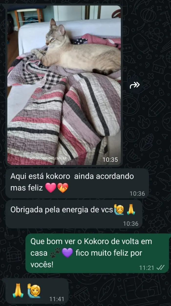 Depoimento de cliente no WhatsApp: pet Kokoro reencontrado com a ajuda do Achamos Seu Pet